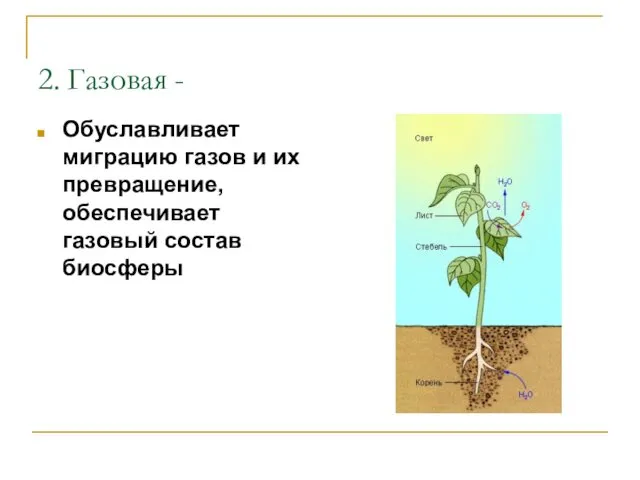 2. Газовая - Обуславливает миграцию газов и их превращение, обеспечивает газовый состав биосферы