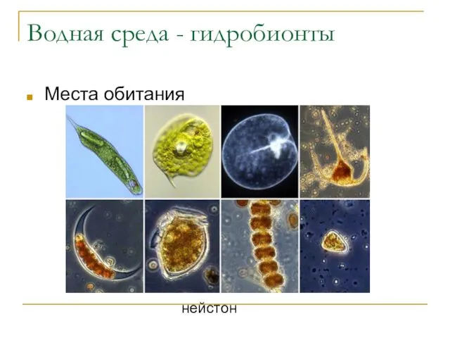 Водная среда - гидробионты Места обитания нейстон