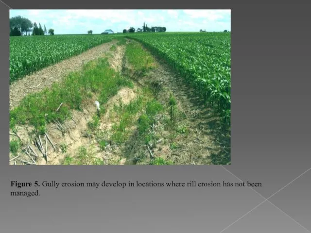 Figure 5. Gully erosion may develop in locations where rill erosion has not been managed.