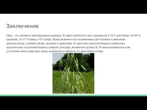 Заключение Овес - это основная зернофуражная культура. В зерне пленчатого