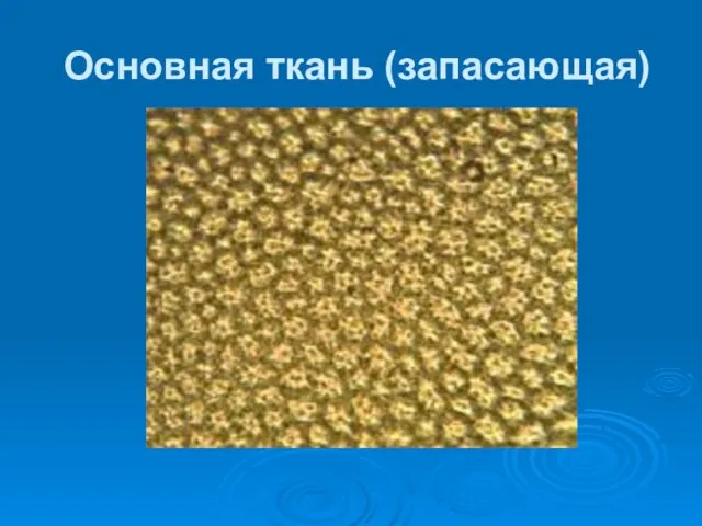 Основная ткань (запасающая)