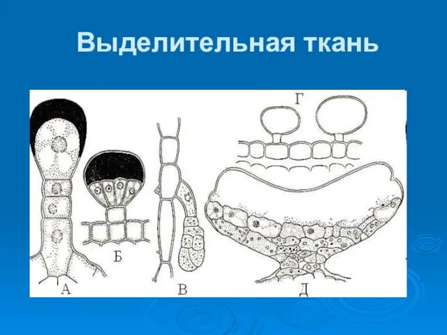 Выделительная ткань