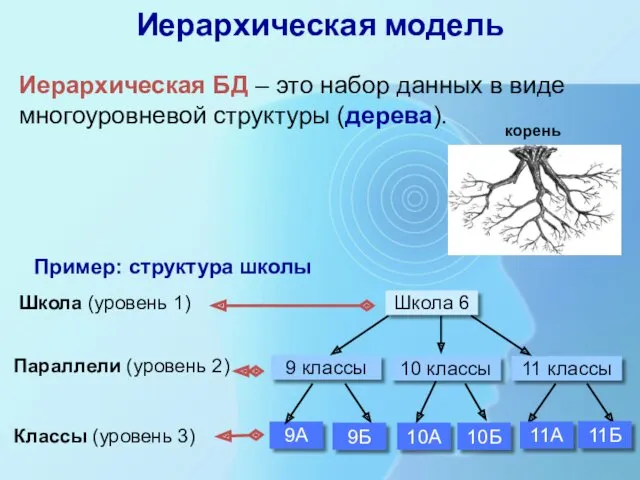 Иерархическая модель Иерархическая БД – это набор данных в виде многоуровневой структуры (дерева).