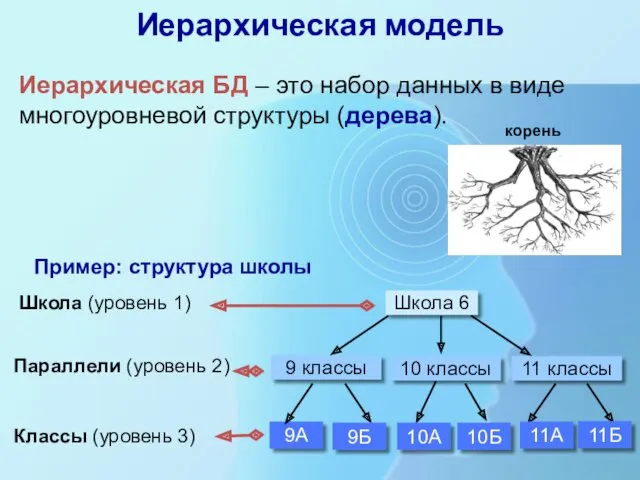 Иерархическая модель Иерархическая БД – это набор данных в виде