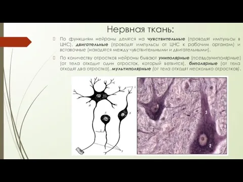 Нервная ткань: По функциям нейроны делятся на чувствительные (проводят импульсы