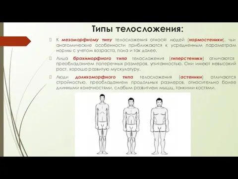 Типы телосложения: К мезоморфному типу телосложения относят людей (нормостеники), чьи