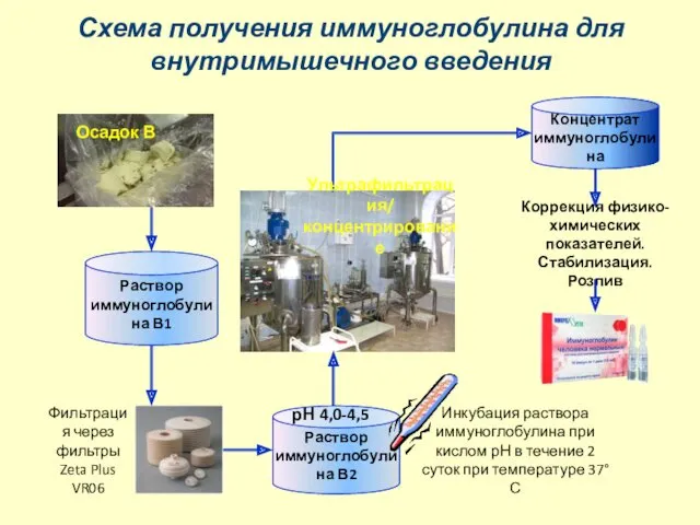 Схема получения иммуноглобулина для внутримышечного введения Осадок В Раствор иммуноглобулина В1 Раствор иммуноглобулина