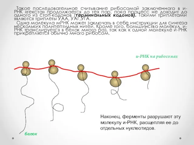 Такое последовательное считывание рибосомой заключенного в и-РНК «текста» продолжается до