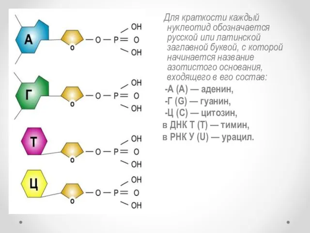 Для краткости каждый нуклеотид обозначается русской или латинской заглавной буквой,