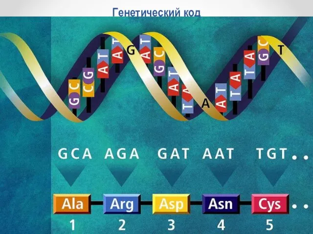 Генетический код