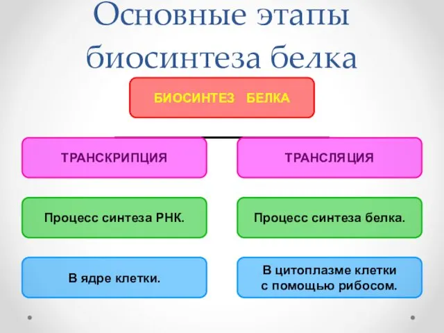 Основные этапы биосинтеза белка