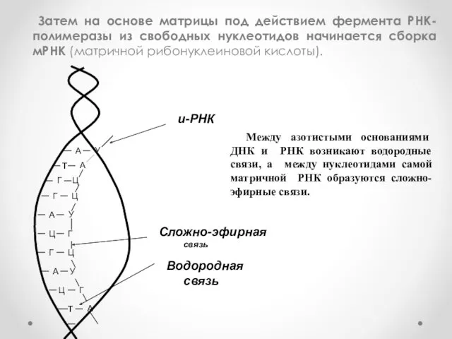 Затем на основе матрицы под действием фермента РНК-полимеразы из свободных