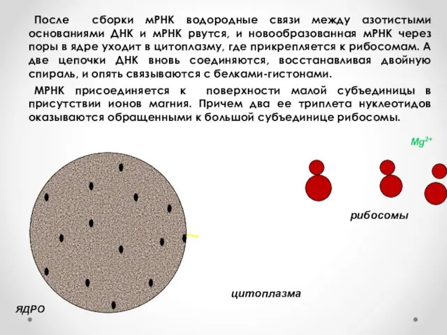 мРНК После сборки мРНК водородные связи между азотистыми основаниями ДНК