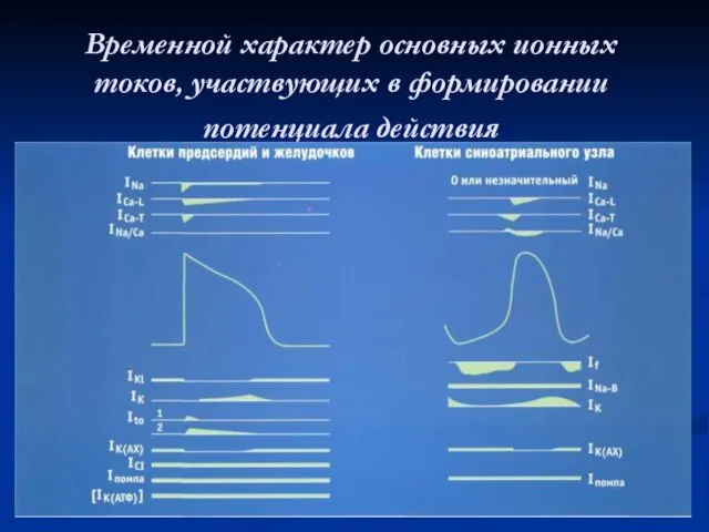 Временной характер основных ионных токов, участвующих в формировании потенциала действия