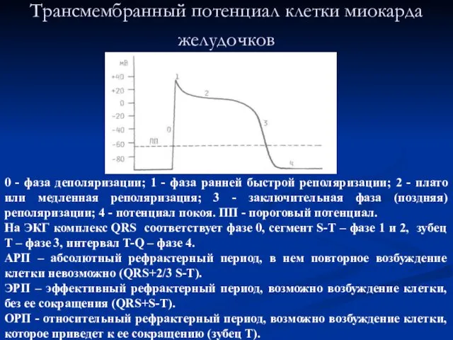 Трансмембранный потенциал клетки миокарда желудочков 0 - фаза деполяризации; 1