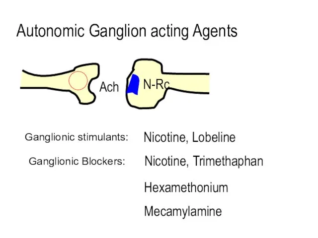 Autonomic Ganglion acting Agents Ach N-Rc Ganglionic stimulants: Nicotine, Lobeline Ganglionic Blockers: Nicotine, Trimethaphan Hexamethonium Mecamylamine