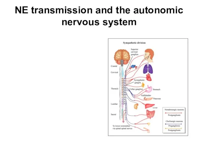 NE transmission and the autonomic nervous system