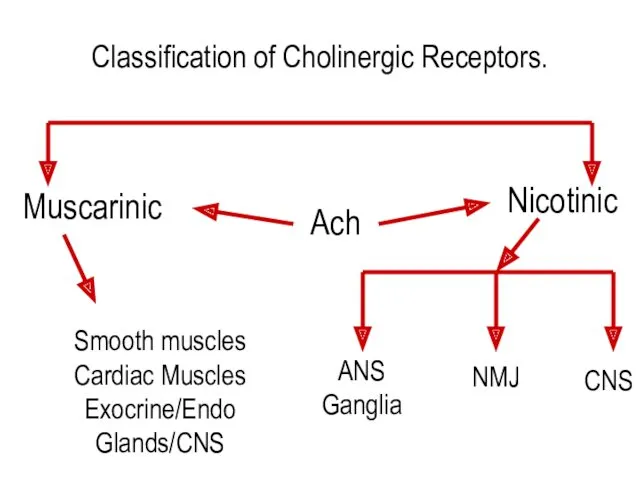 Classification of Cholinergic Receptors. Muscarinic Nicotinic Ach Smooth muscles Cardiac Muscles Exocrine/Endo Glands/CNS
