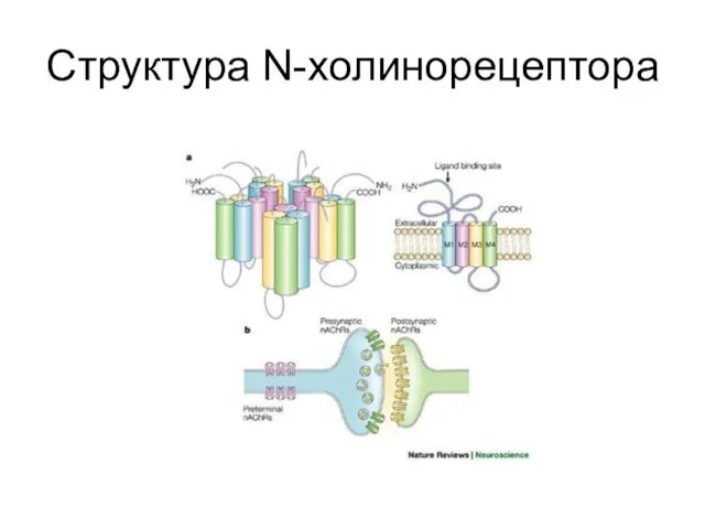 Структура N-холинорецептора