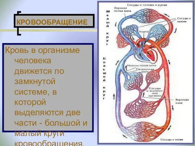 КРОВООБРАЩЕНИЕ Кровь в организме человека движется по замкнутой системе, в