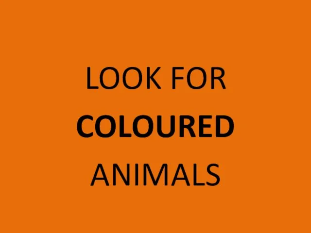 LOOK FOR COLOURED ANIMALS