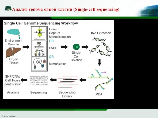 Анализ генома одной клетки (Single-cell sequencing)