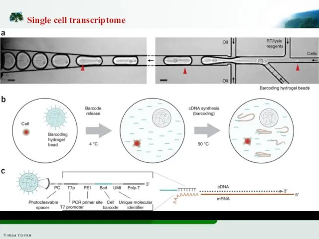 Single cell transcriptome
