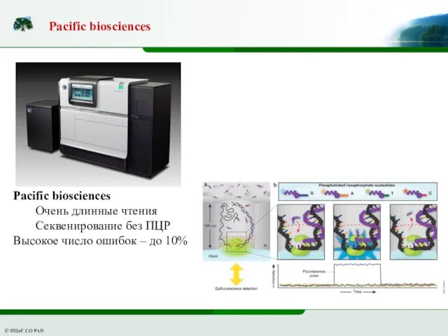 Рacific biosciences Очень длинные чтения Секвенирование без ПЦР Высокое число ошибок – до 10% Рacific biosciences