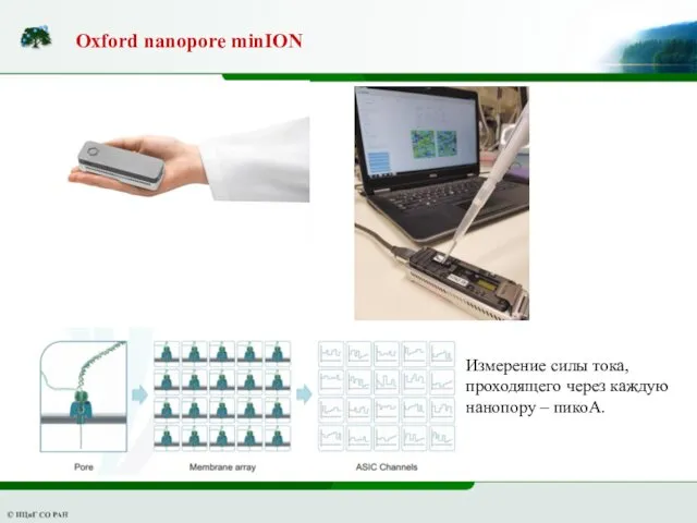 Oxford nanopore minION Измерение силы тока, проходящего через каждую нанопору – пикоА.