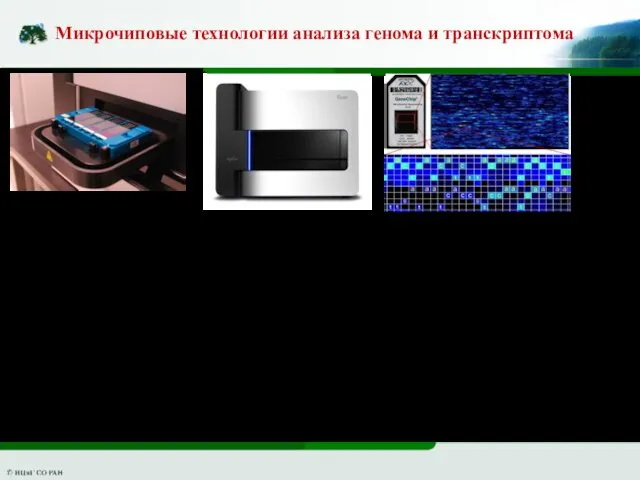 Микрочиповые технологии анализа генома и транскриптома Микрочипы – стеклянные пластинки с иммобилизоваными короткими