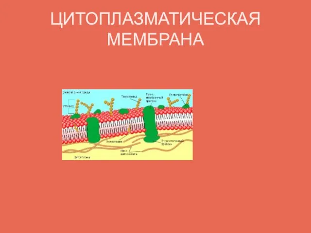 ЦИТОПЛАЗМАТИЧЕСКАЯ МЕМБРАНА