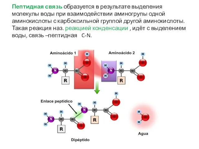 Пептидная связь образуется в результате выделения молекулы воды при взаимодействии