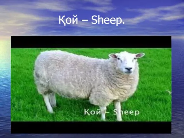 Қой – Sheep.