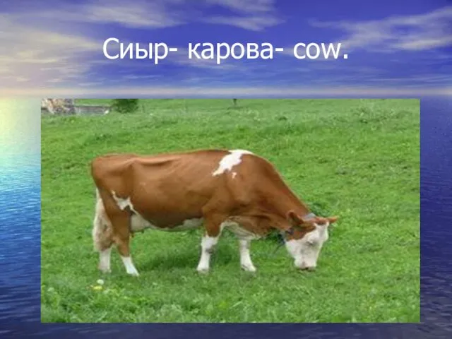 Сиыр- карова- cow.