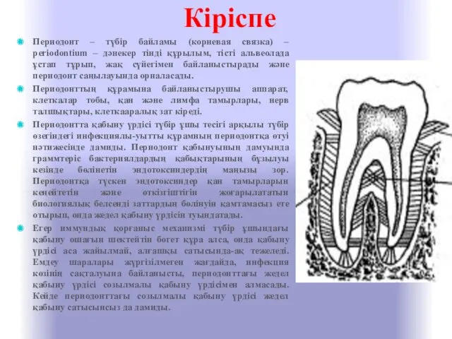 Кіріспе Периодонт – түбір байламы (корневая связка) – periodontium –