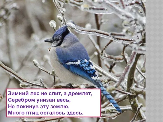 Зимний лес не спит, а дремлет, Серебром унизан весь, Не покинув эту землю,