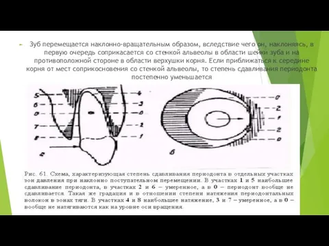 Зуб перемещается наклонно-вращательным образом, вследствие чего он, наклоняясь, в первую