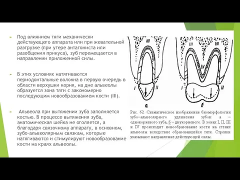 Под влиянием тяги механически действующего аппарата или при жевательной разгрузке