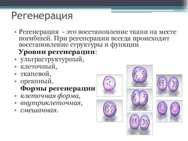 Регенерация Регенерация - это восстановление ткани на месте погибшей. При