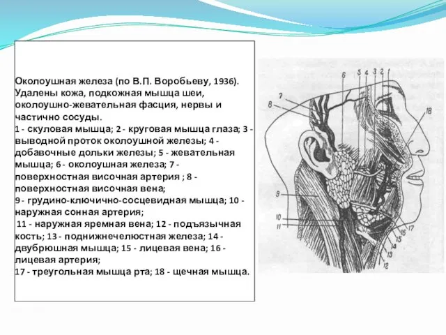 Околоушная железа (по В.П. Воробьеву, 1936). Удалены кожа, подкожная мышца