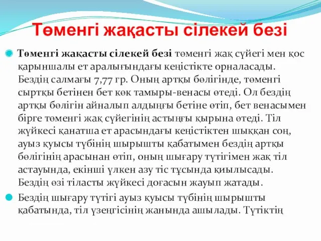 Төменгі жақасты сілекей безі Төменгі жақасты сілекей безі төменгі жақ