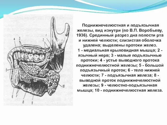 Поднижнечелюстная и подъязычная железы, вид изнутри (по В.П. Воробьеву, 1936).
