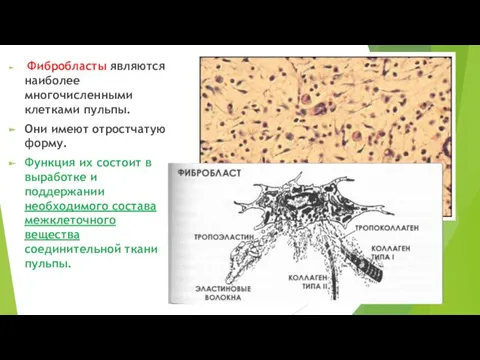 Фибробласты являются наиболее многочисленными клетками пульпы. Они имеют отростчатую форму.