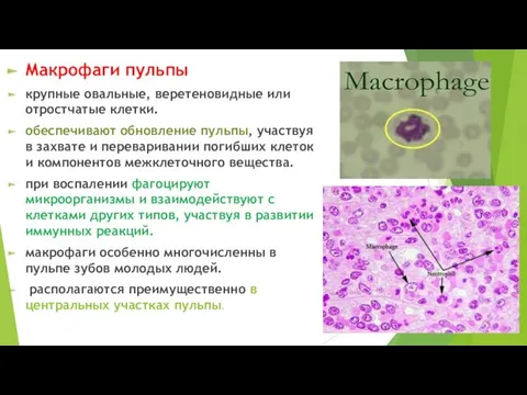 Макрофаги пульпы крупные овальные, веретеновидные или отростчатые клетки. обеспечивают обновление