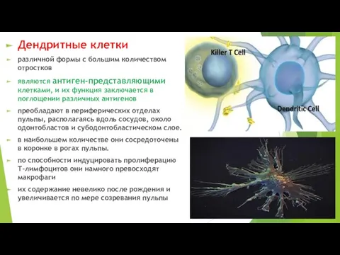 Дендритные клетки различной формы с большим количеством отростков являются антиген-представляющими