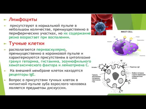 Лимфоциты присутствуют в нормальной пульпе в небольшом количестве, преимущественно в