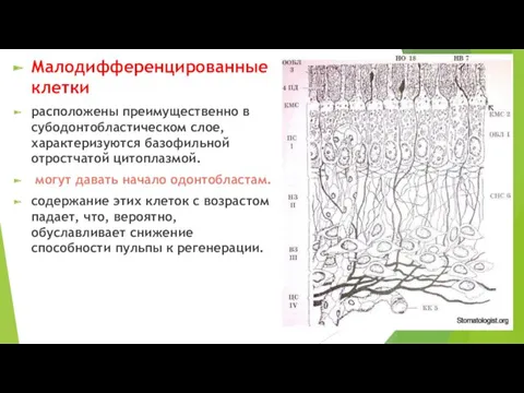 Малодифференцированные клетки расположены преимущественно в субодонтобластическом слое, характеризуются базофильной отростчатой