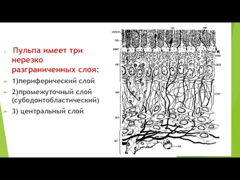 Пульпа имеет три нерезко разграниченных слоя: 1)периферический слой 2)промежуточный слой (субодонтобластический) 3) центральный слой