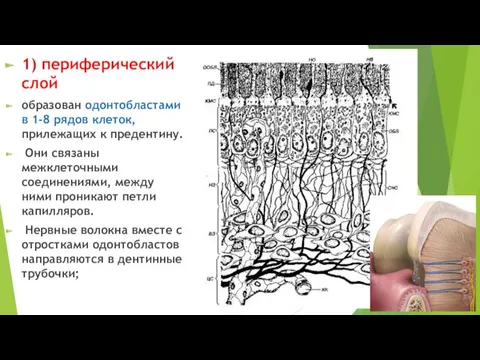 1) периферический слой образован одонтобластами в 1-8 рядов клеток, прилежащих