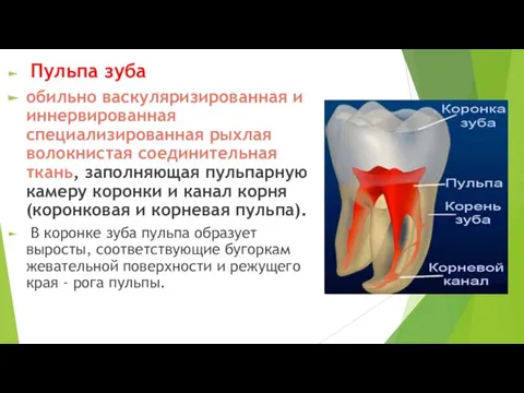 Пульпа зуба обильно васкуляризированная и иннервированная специализированная рыхлая волокнистая соединительная